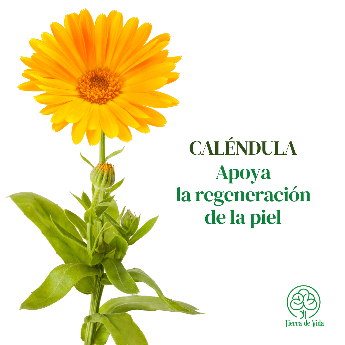 Tónico Facial Caléndula - Regenerador Calmante Piel 120ml - Imagen 6