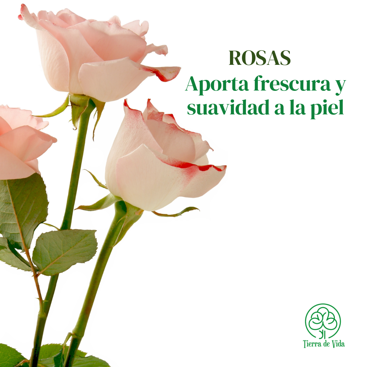 Tónico Facial Rosas Hidratante Y Refrescante Piel 120ml - Imagen 2