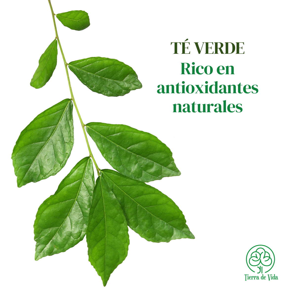 Tónico Facial Té Verde Antioxidante Y Revitalizante 120 ml - Imagen 3